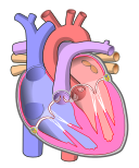 Heart diagram